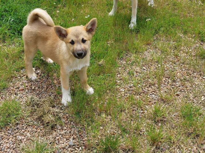 Clamal Du Perrier - Berger islandais - Portée née le 09/03/2024